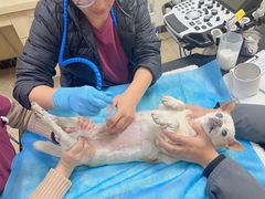 -美联众合动物医院·24h转诊中心