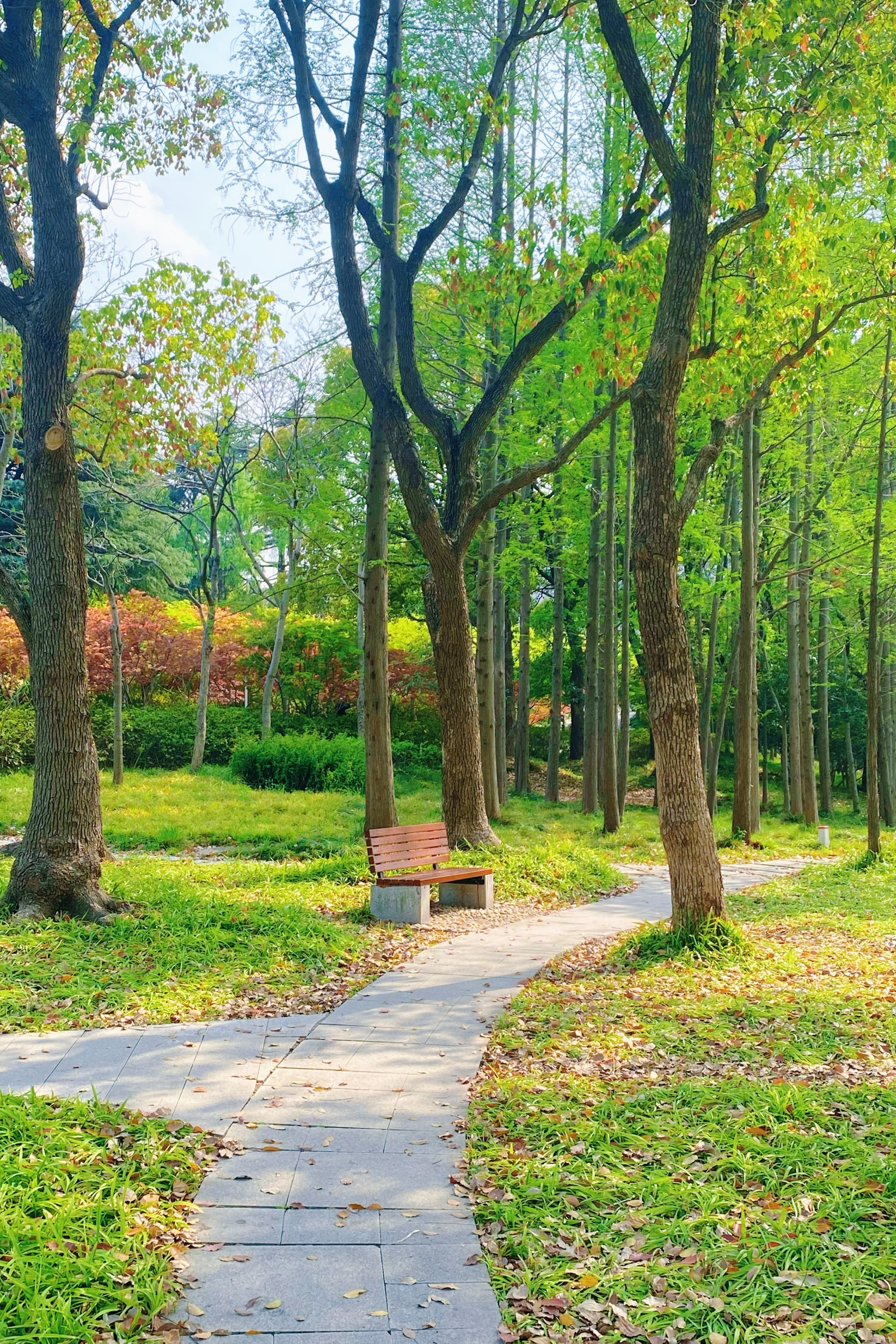 温度直升💦寻找城市森林
