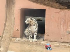 -青藏高原野生动物园