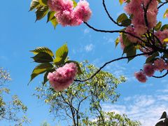 -新虹桥中心花园