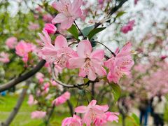 -上海共青森林公园