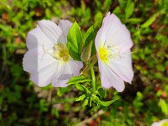 -春花秋色城市公园