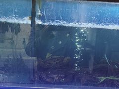 -亚马逊蒸汽活海鲜自助(LCM置汇旭辉广场店)