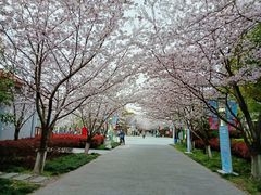-高东镇樱花园