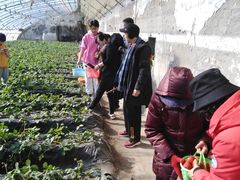 采摘草莓-精灵农庄