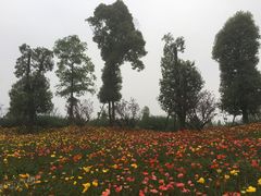 -秀丽东方
