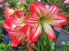 -溪岸路花鸟市场