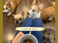 -柯斗斗主题餐厅·狗咖·围炉煮茶·茶饮(国瑞升平里店)