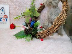 -十年猫舍·猫咪专门店(普陀店)