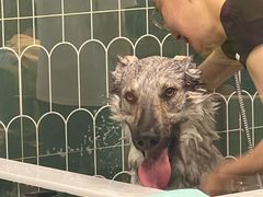 -爪吧宠物乐园 (温榆河示范区店)