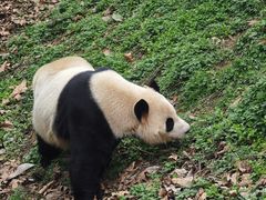 -都江堰中华大熊猫苑
