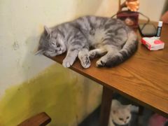 -猫色咖啡·猫咖