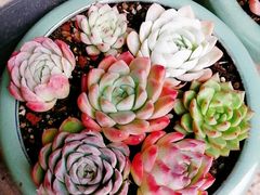 -秦美花卉(天朗·莱茵小城2期店)