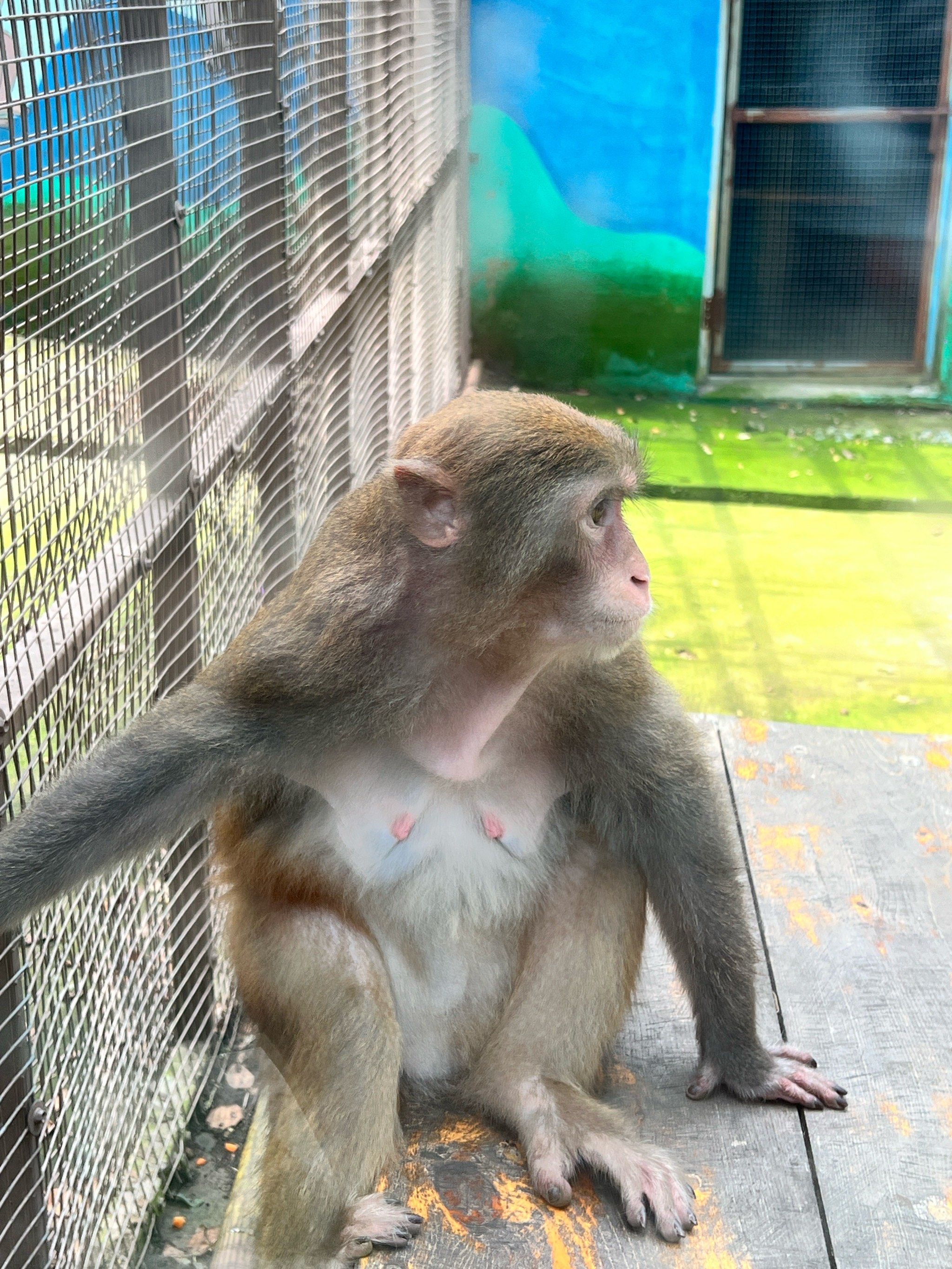 辽阳龙鼎山动物园 抱小狮子啦03