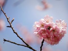 -顾村公园