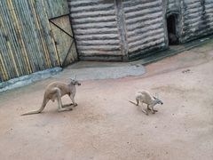 -深圳野生动物园