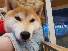 -南京Hallo宠物乐园·哈罗犬舍·柴犬繁育基地