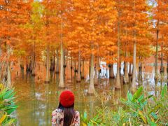 -白鹭湾湿地公园