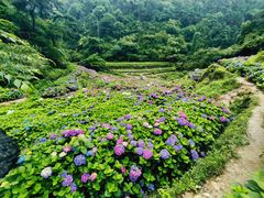 -鼓岭旅游度假区