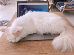 -平行世界·猫咖(首经贸店)
