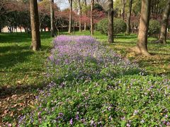 -上海鲜花港