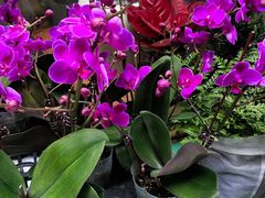 -循礼门鲜花花市(武汉循礼门店)