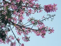 -香蜜公园