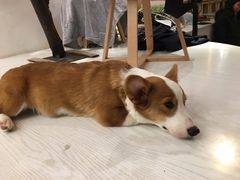 -浣熊柯尔鸭土拨鼠·电玩咖
