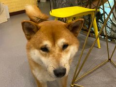 -喜柴咖啡·柴犬狗咖
