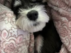 -翊宠yipet猫狗购宠庄园犬舍•猫舍