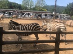 -大连森林动物园