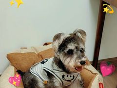 -翊宠yipet猫狗购宠庄园犬舍•猫舍