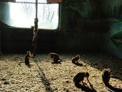 -大连森林动物园