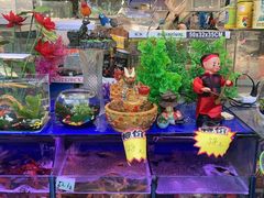 -曲阳花鸟市场(曲阳路店)