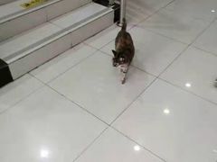 -创凡宠物医院·骨专科  猫科中心(西乡分院)