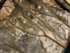 -小放牛炒菜馆(裕华万达店)