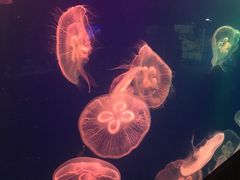 -成都浩海立方海洋公园