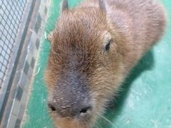 -上海大自然野生昆虫馆(东方明珠·爬宠昆虫探索中心)
