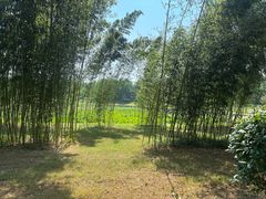 -泗洪洪泽湖湿地景区