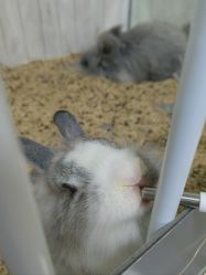 -神奇动物撸宠馆·羊驼·小浣熊·异宠(豫园店)