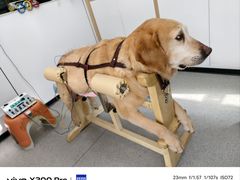 -西安京西宠物医院·瘫痪·疑难杂症