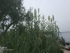 芦苇-鹅湖玫瑰文化园