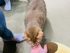 -逗柴咖啡屋·狗咖猫咖宠物桌游