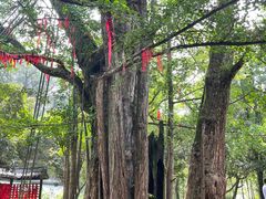 -西湖风景区十里琅珰-五云山