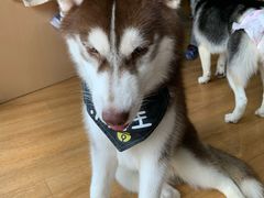 -Husky Go! 哈士奇体验馆·宠物咖啡厅狗咖