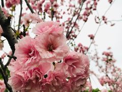 -天适樱花悠乐园