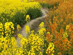 -中国天府农业博览园