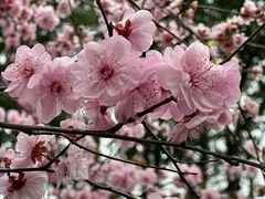 -上海佘山国家森林公园西佘山园