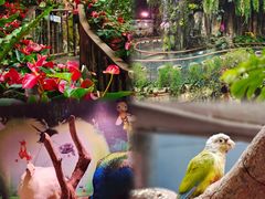 -正佳雨林生态植物园