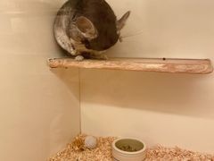 -龙猫仔乐园(惠福东路店)